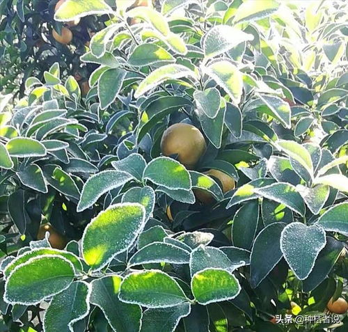 果树防冻液对脐橙防冻效果好吗？使用方法有哪些注意事项？