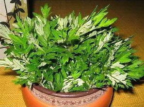 多肉植物浇水技巧中，如何打造适宜的生长环境才能促进其健康生长