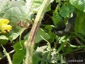 果子蔓突然变色了是遭遇了什么怪病