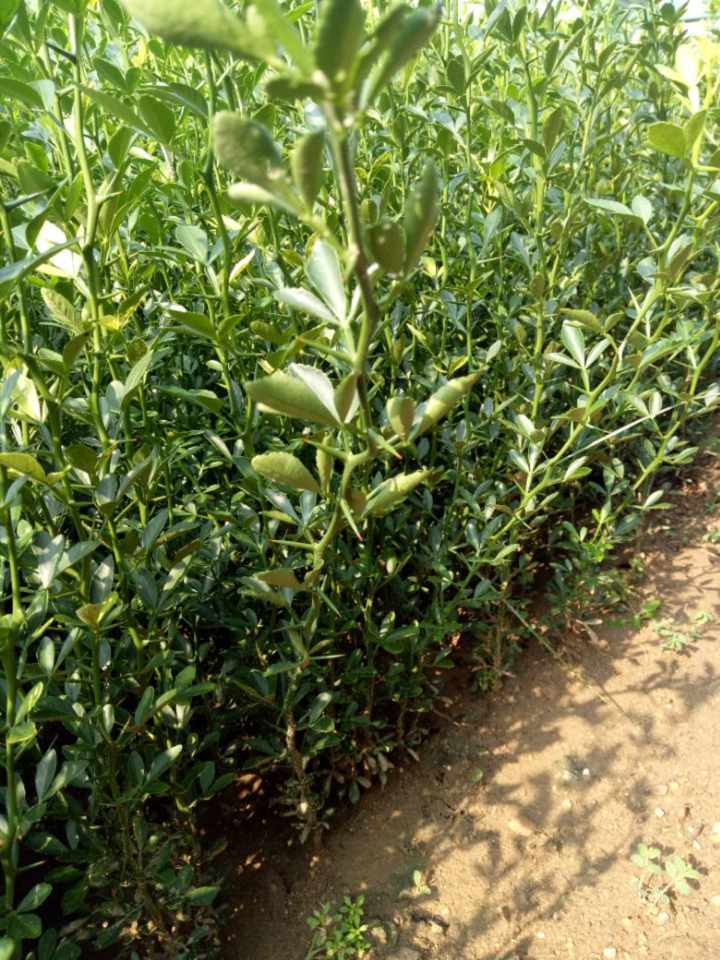 苗木种植的依据与原则