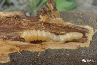 噻虫嗪颗粒生产厂家生产的噻虫嗪颗粒能否有效杀死天牛幼虫？