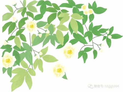 梧桐叶是心形的吗？这些特征你了解多少