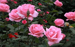 月季花的色彩之谜