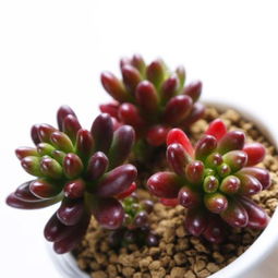 多肉植物：小巧可爱的小家伙