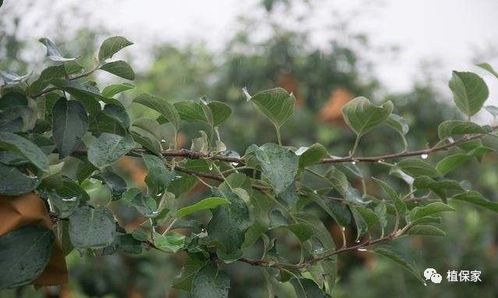 作物状态要考虑