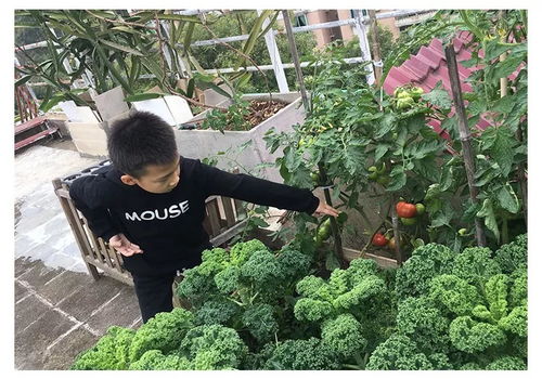 处暑种菜选什么？耐寒高产蔬菜推荐