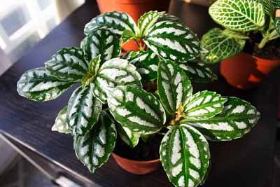 冷水花，吸油烟小Neng手