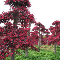 红花继木与红叶石楠的种植与管理