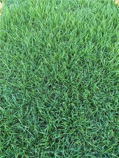 土壤酸碱度失衡，营养元素缺乏，草坪营养不良啦！