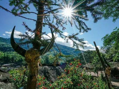 云南， 罗汉松的天然宝库