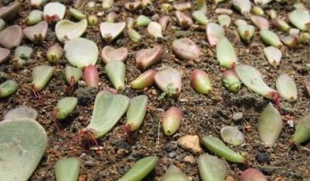 木屑中孕育：湿度与温度的较量