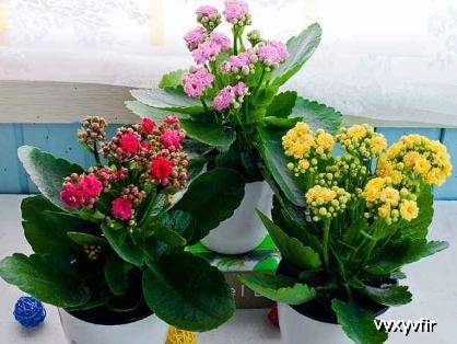 长寿花在不同季节对光照的要求有何不同