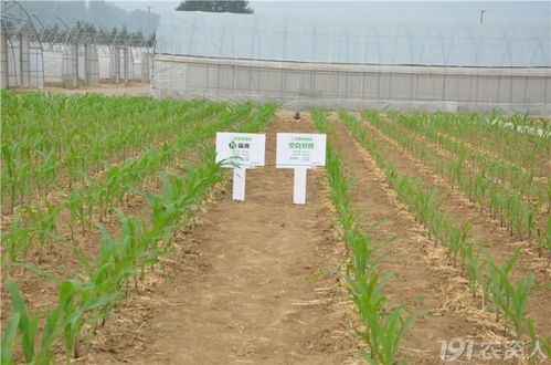 先正达福亮， 玉米种子的守护神