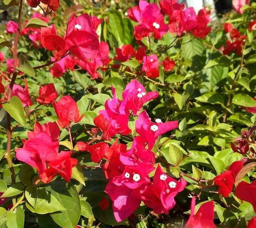 三月花开季，种花新选择