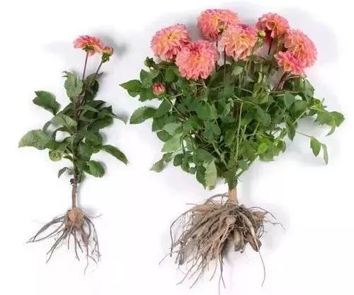 北向阳台的“奇迹”， 温差控制的秘诀