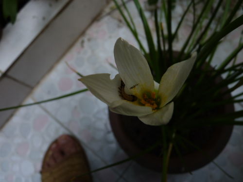 花苞剪开，前半嵌入“山地玫瑰”