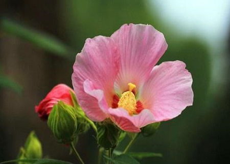 芙蓉花与木芙蓉的区别