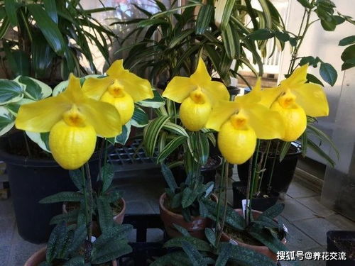 如何培育天堂鸟花？掌握关键因素，让花朵绽放！