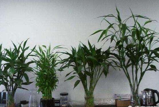 绿植迷网网，教你养竹子的秘诀