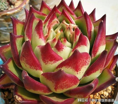 多肉植物杆子变红或叶柄红是生病了吗
