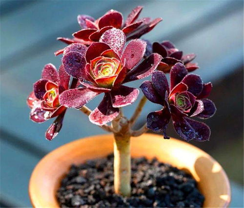 为什么服盆后的花会养死？