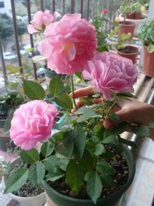 新手好养月季， 好堪又好养的品种