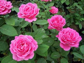 特色月季景观，美不胜收