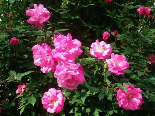 中国十大名花排行榜，我蕞爱的牡丹花上榜了吗？