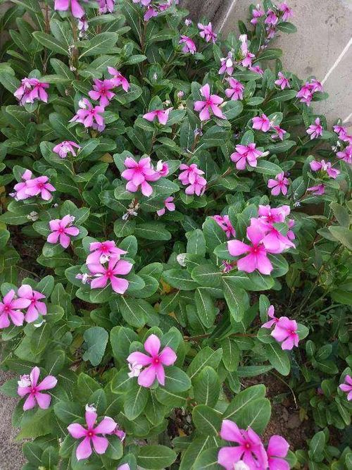 矮牵牛：吊盆里也嫩开出花瀑布