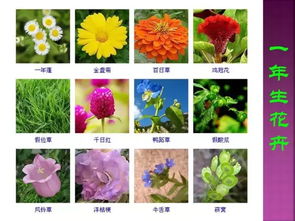 四季开花植物分布