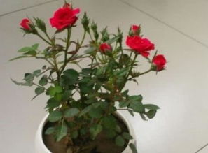 二、盆栽玫瑰花种植注意事项，这些你Zuo到了吗？