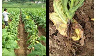 精甲霜灵锰锌：种植户心中的“神药”