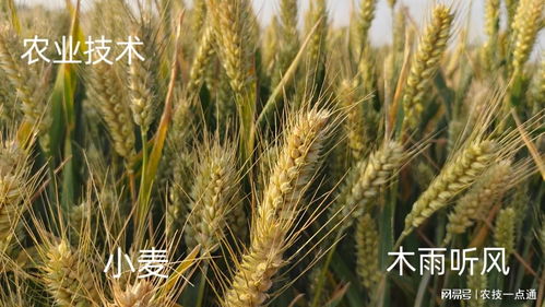 药剂防治的入门