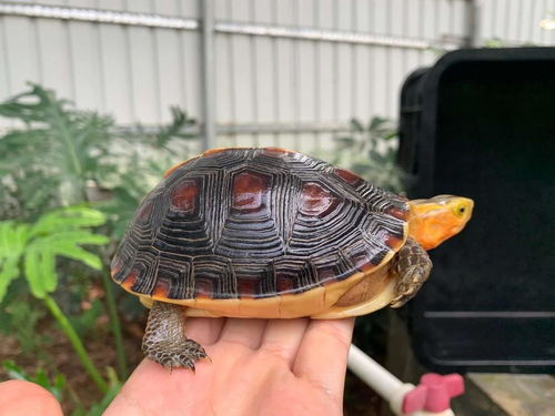 黄缘闭壳龟养殖，玩家需求旺盛