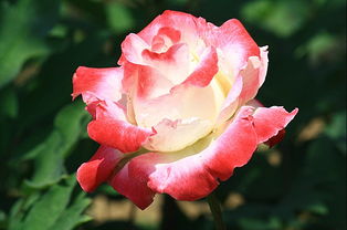 月季花的美， 美得让人心醉