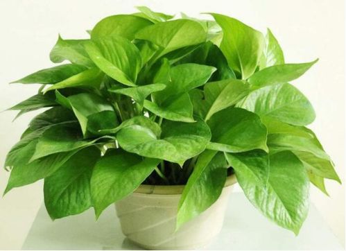 绿萝：观叶植物，家居绿植爆款！