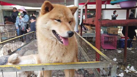 狗市里的狗狗品种多多