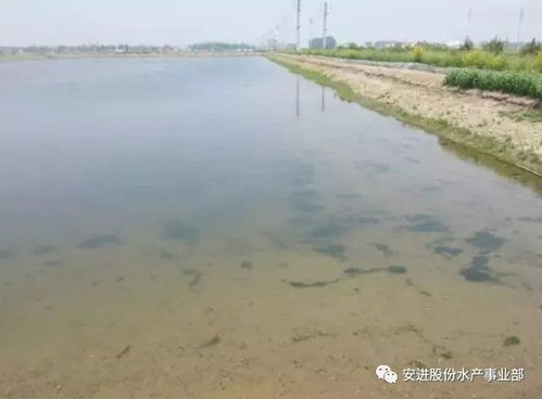 笋壳鱼养殖需注意水质、温度、饲料等