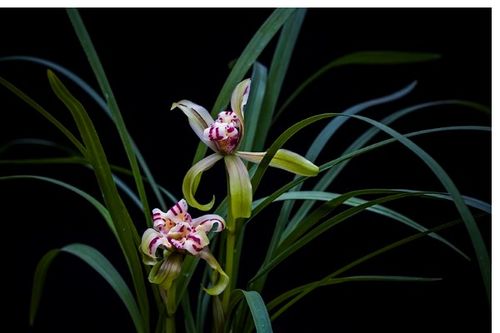 兰花繁殖的大揭秘