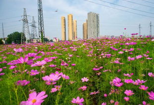 硫华菊：播种时间有讲究