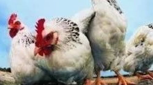 八大诱因引发鸡呼吸道，养殖必知