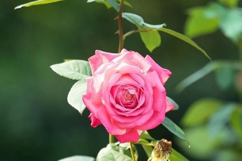 脱盆松根，月季的“按摩”时刻！