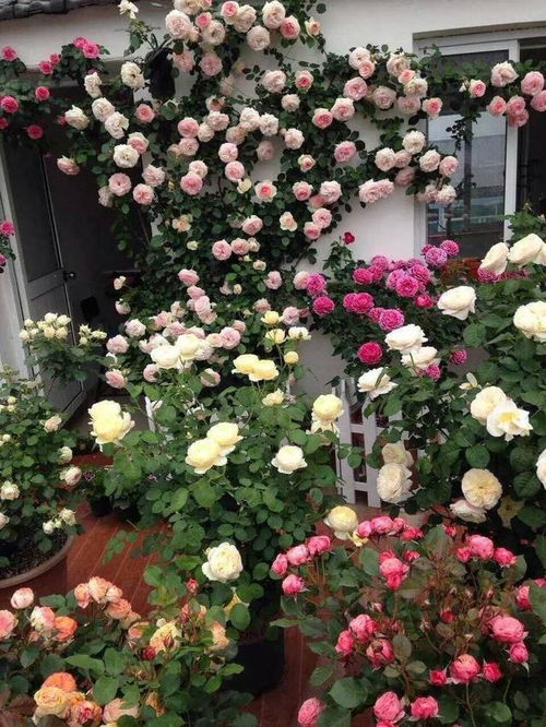 月季花中的醉红颜：美艳耐寒，北方也Neng种吗？