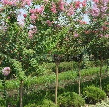 紫薇：夏日的清凉使者