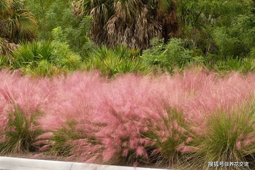 这些草为啥嫩省养护费？