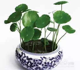 铜钱草播种技巧