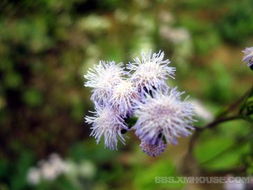 春天里的紫色小花，你认识它们吗？