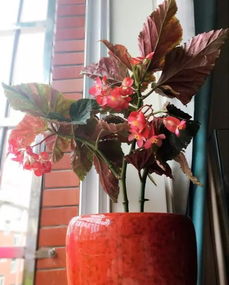 选花有讲究，美观又好养