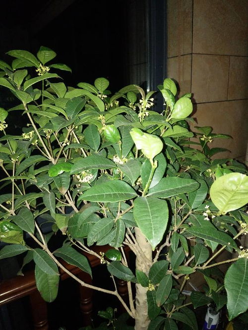 桂花多久浇一次水最合适，隔几天浇水比较好呢