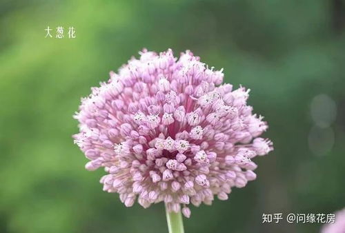 秋日菊科植物，绽放美丽